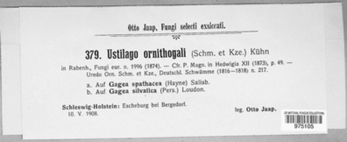 Vankya ornithogali image